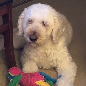 Meet your Posher, Diane